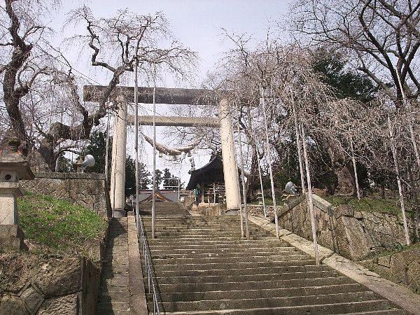 4月9日烏帽子山の桜情報