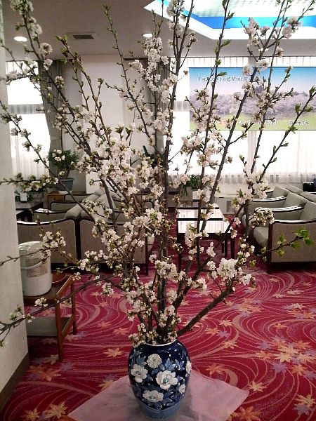 ロビーに桜【ソメイヨシノ】飾りました