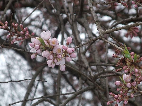 【烏帽子山】寺坂のしだれ桜、大鳥居のしだれ桜一部開花