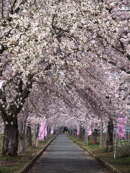 まほろばの緑道の桜