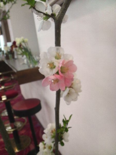 白とピンクの花をつける木瓜(ぼけ)