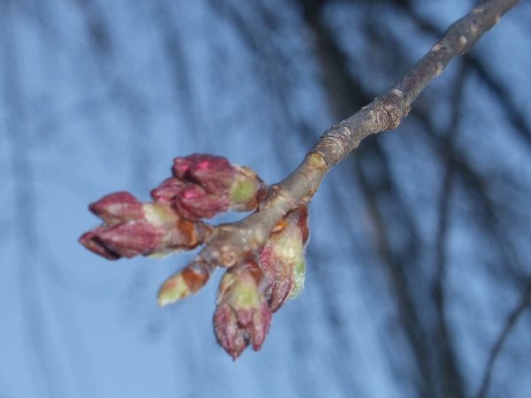 ４月１３日現在の烏帽子山公園の桜の状況
