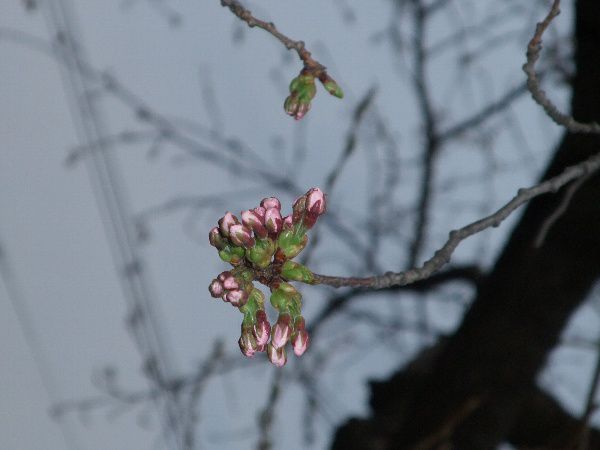 今日4月16日夕方の烏帽子山公園の桜の様子です。
