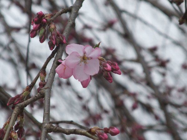開花してきました！４月１７日夕方現在の烏帽子山公園の桜の状況