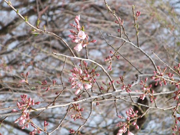 ４月１８日朝現在の烏帽子山公園の桜の状況