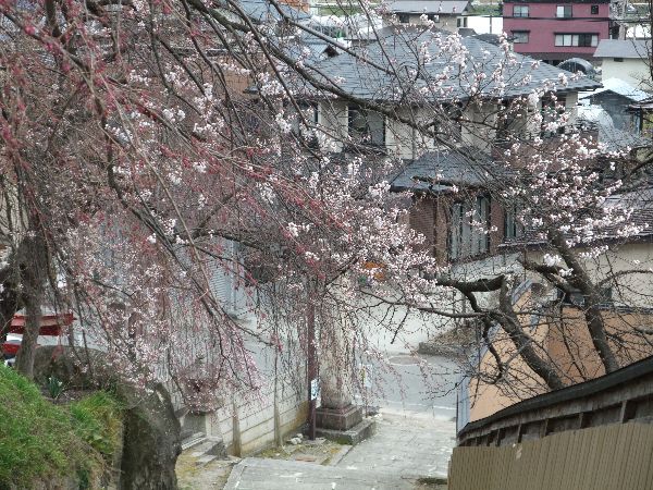 ４月２０日夕方現在の烏帽子山公園の桜状況