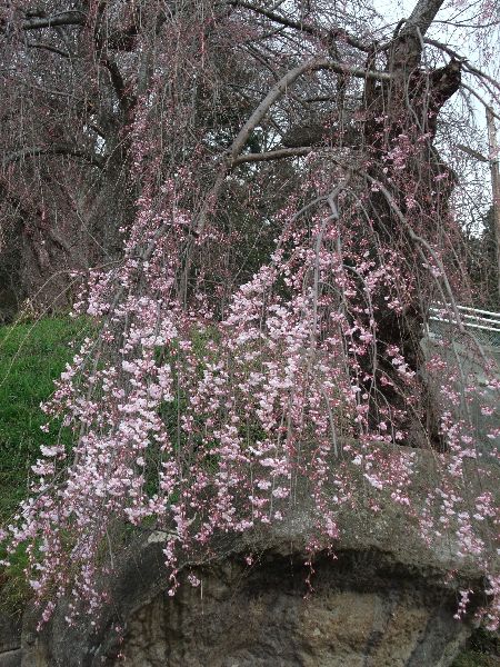 ４月２６日夕方現在の烏帽子山公園の桜状況