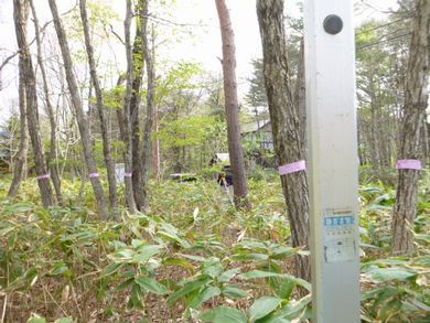 【天栄村・山小屋ドミノ】 シンボルツリーの山桜