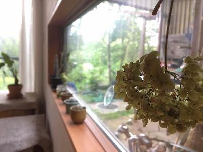 里山日記・・・我が家の紫陽花を二度楽しむ