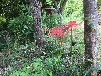 里山日記・・・お彼岸らしく彼岸花とミョウガ