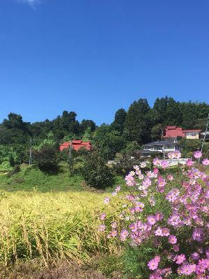 里山日記・・・黄金色の稲穂、秋の花々、青空･･･