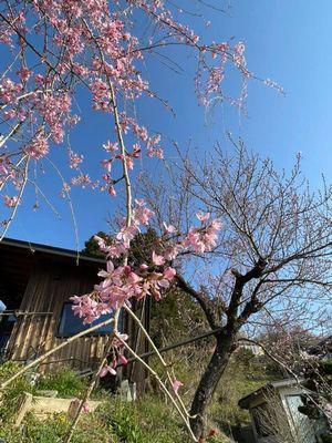 里山日記･･･空の青と、庭の白・ピンク・赤・黄・紫
