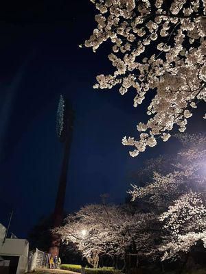 里山日記･･･開成山の桜は見頃ですよ(^^♪