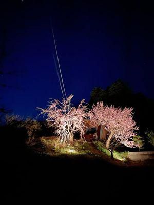 里山日記･･･我が家でも夜桜ライトアップ♪