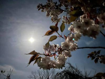里山日記・・・煌々とした満月に浮かび上がる八重桜