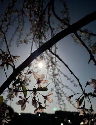 里山日記･･･夜のお花見