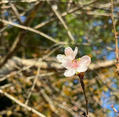 里山日記･･･四季桜のお花見