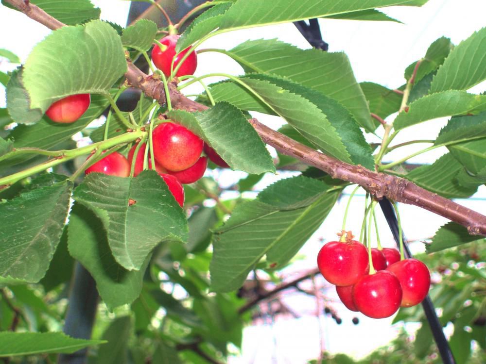 2026年フルーツ狩り営業のお知らせ ≪6月1日開園≫