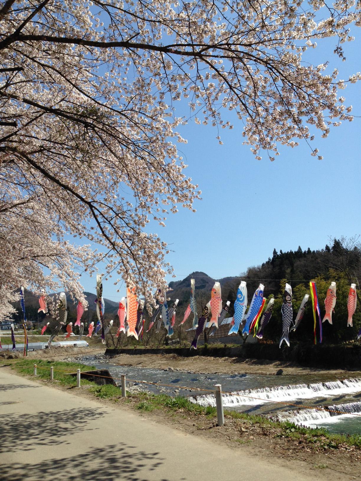 【春・GWのおすすめスポット】高瀬川にかかる鯉のぼり