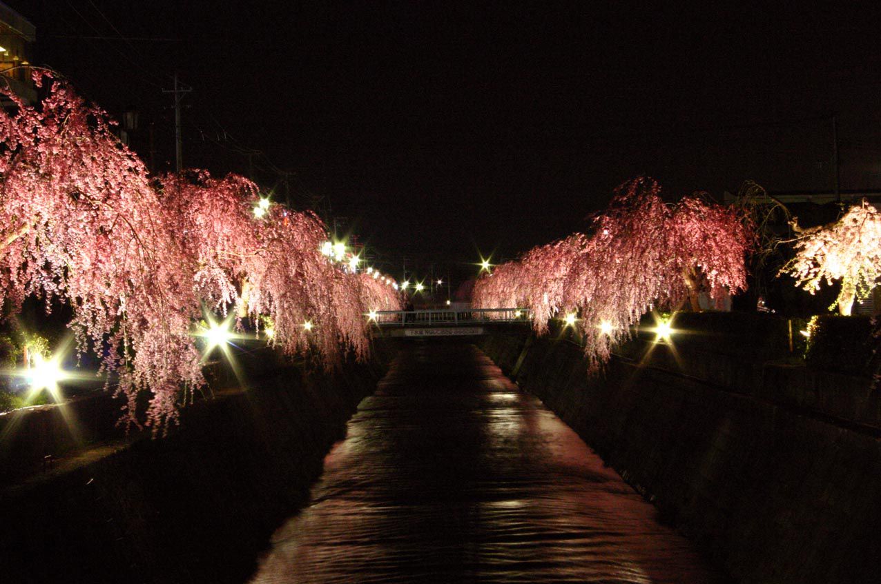 【4/20～5/6】川沿いのしだれ桜がライトアップ♪（当館より徒歩１分）