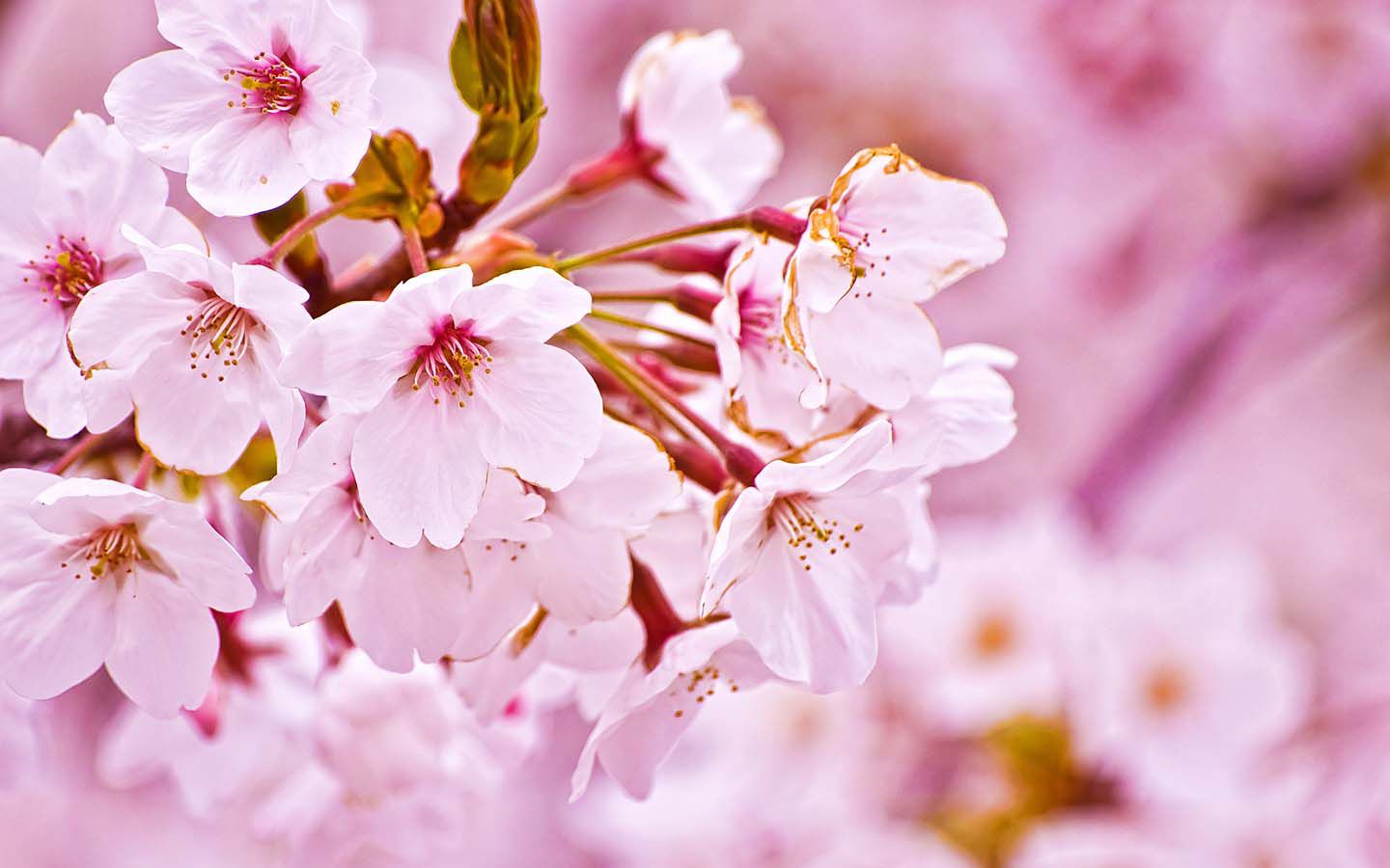 山形の桜　お花見情報～♪