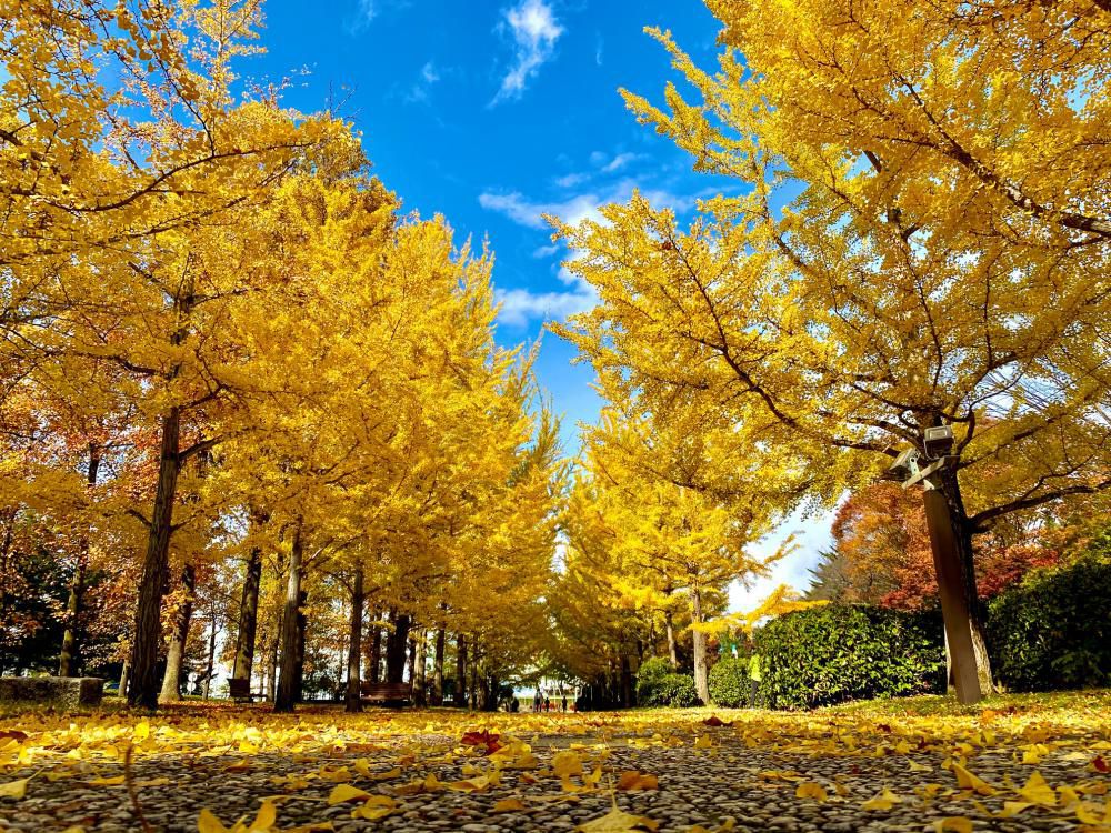 見頃！紅葉とイチョウの木♪