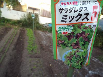 ◆秋野菜蒔きました。◆