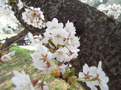 ◆高畠の桜情報◆