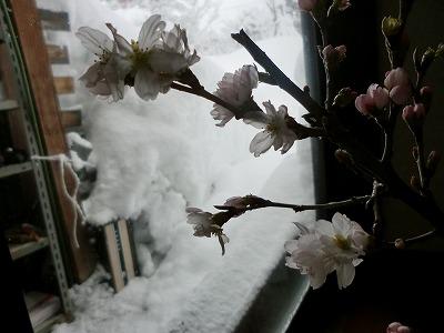 ◆部屋の桜が咲いたが-----◆