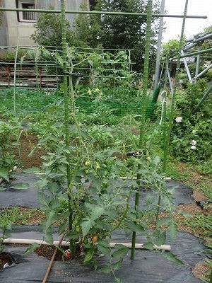 ◆トマト栽培２本仕立て◆