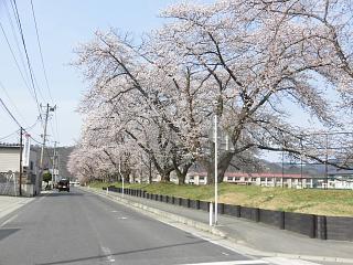 ◆高畠一中の桜満開です。◆