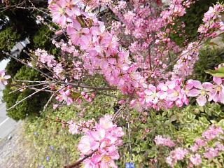 ◆山桜桃梅満開です。◆