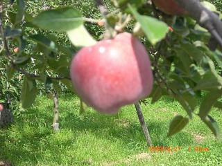 ◆りんごも色つき始めました。