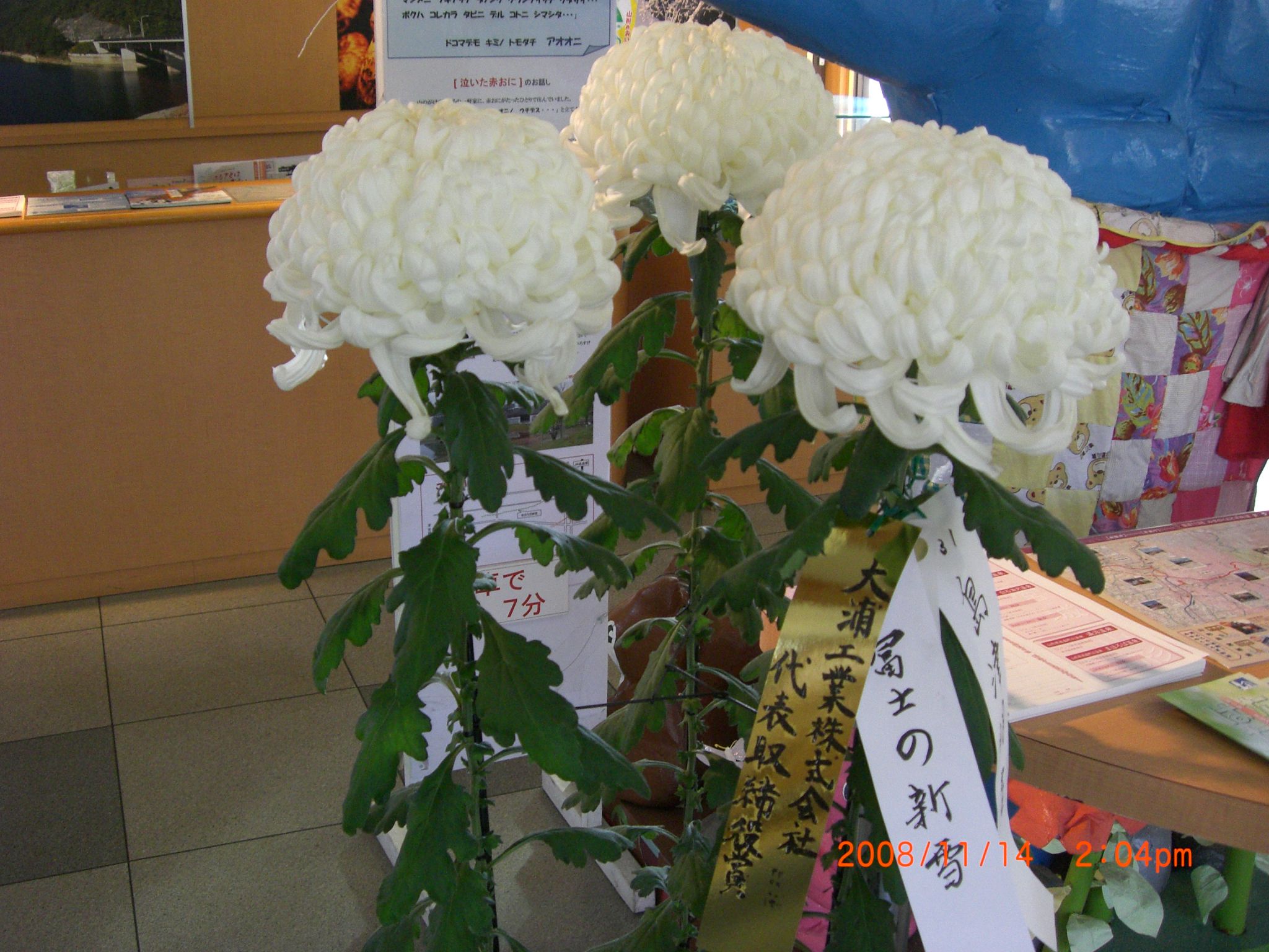 ◆菊の展示ありがとうございます。