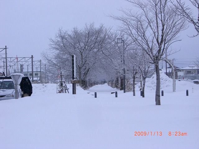 ◆まほろばの緑道の雪景色　　／：／：／