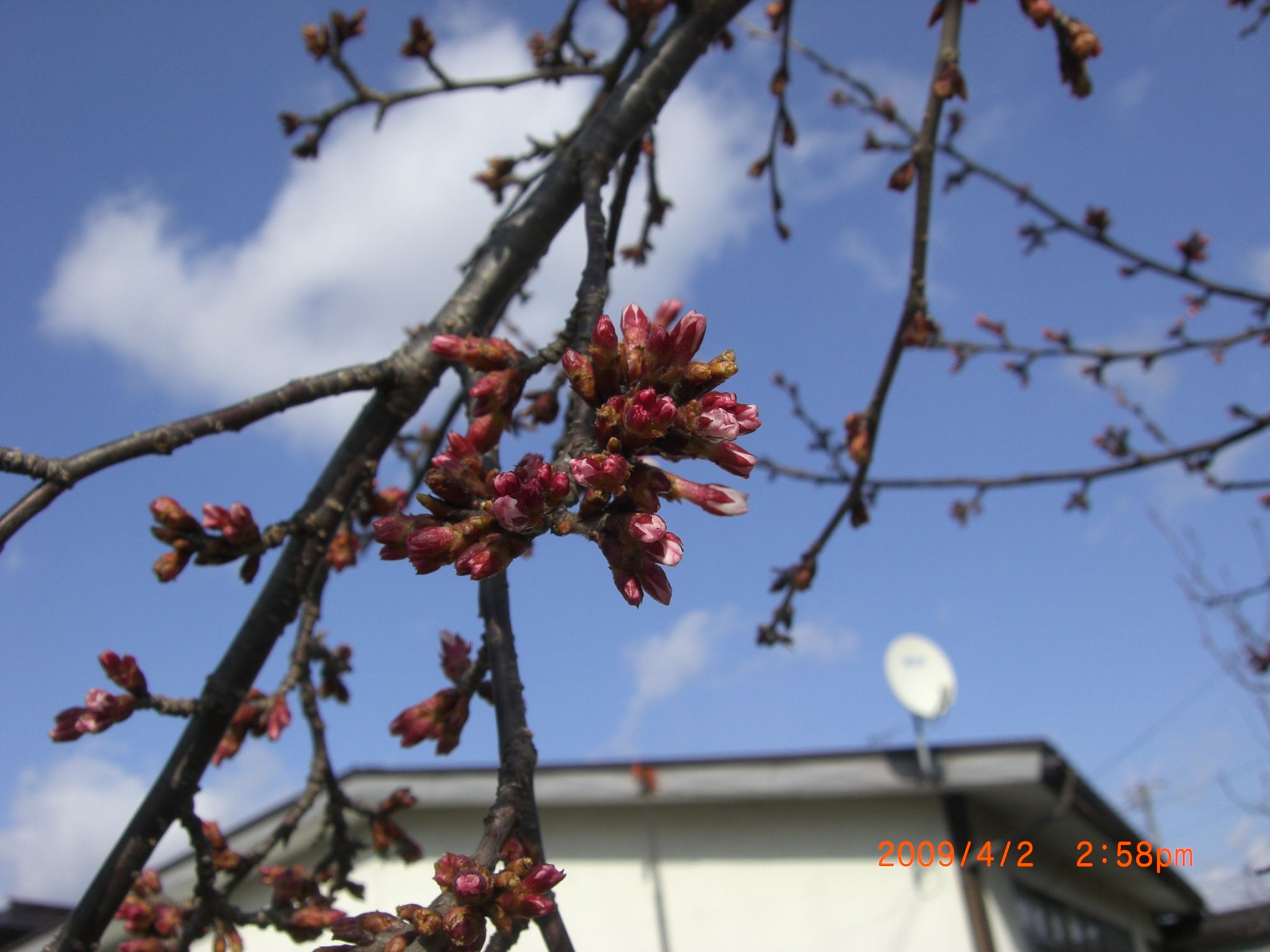 ◆高畠で一番早く咲く桜　／：／：／：