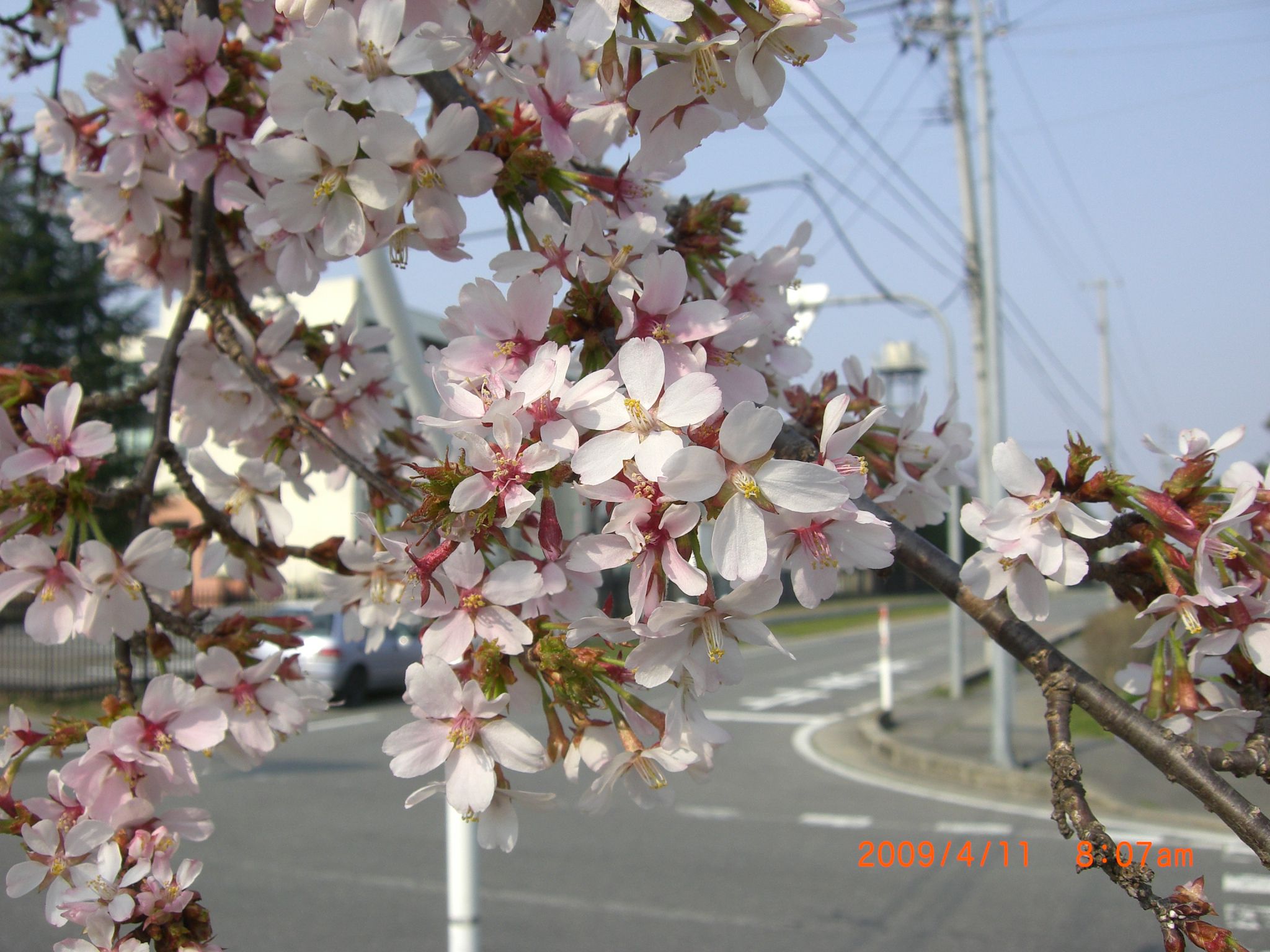 ◆一番桜　　満開になりました。　／：／：