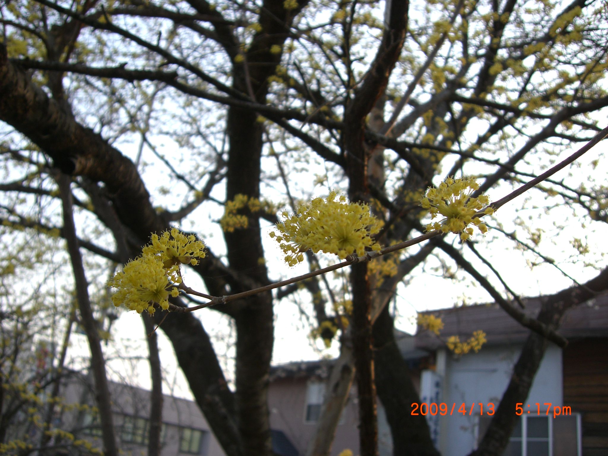 ◆春黄金花満開です。　　／：／：