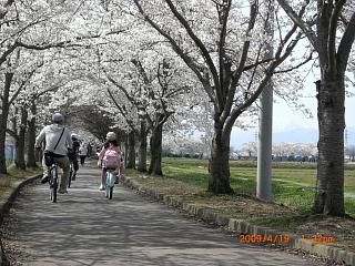 ◆まほろばの里桜回廊　まほろばの緑道　／：／：