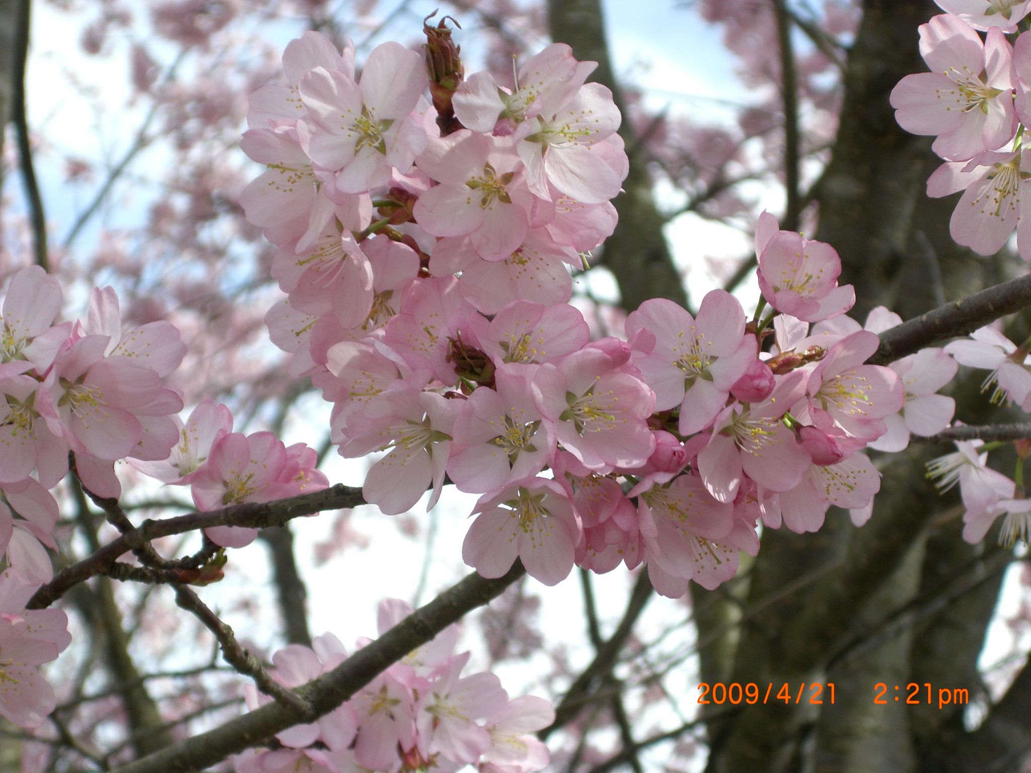 ◆まほろばの里桜回廊　　ぶどうマツタケライン　／：／：／