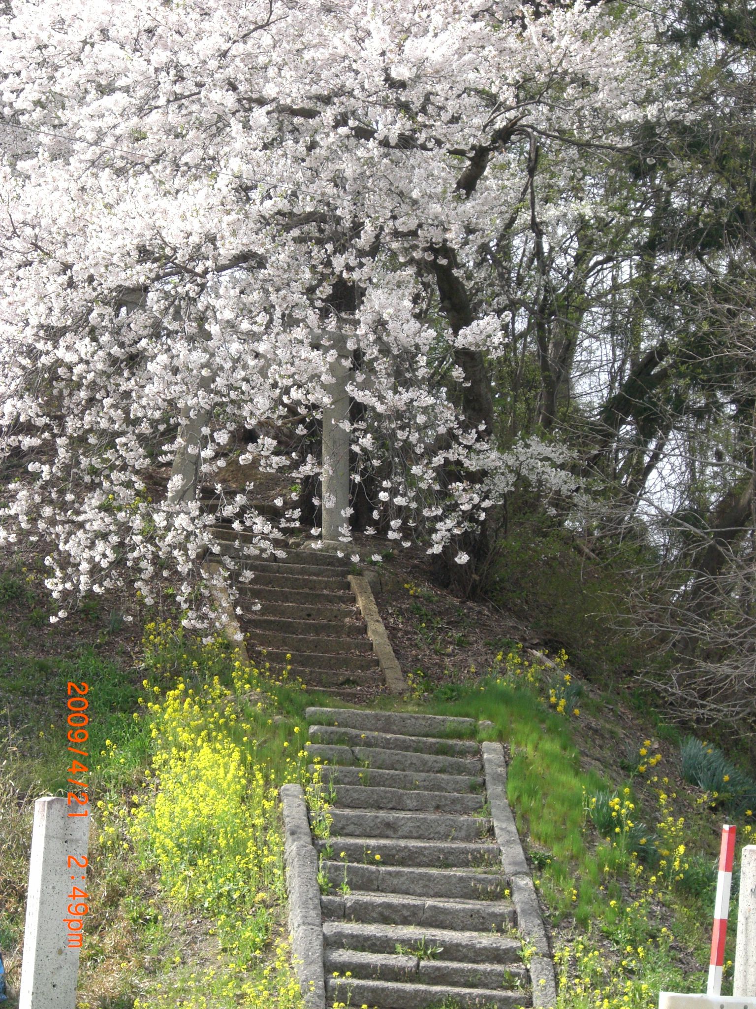 ◆まほろばの里桜回廊　　天神森　　／：／：／：