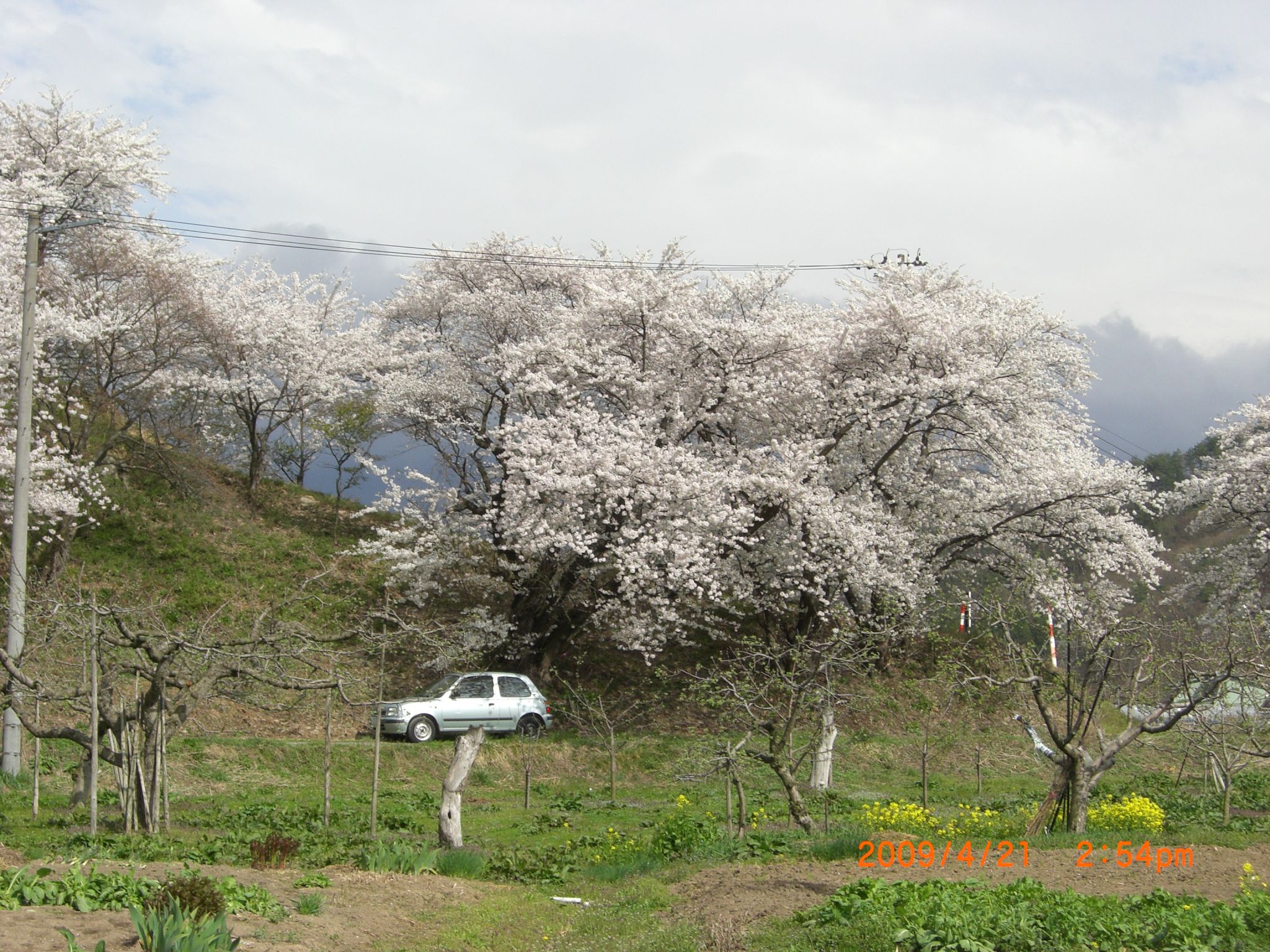 ◆まほろばの里桜回廊　明神山　／：／：／：