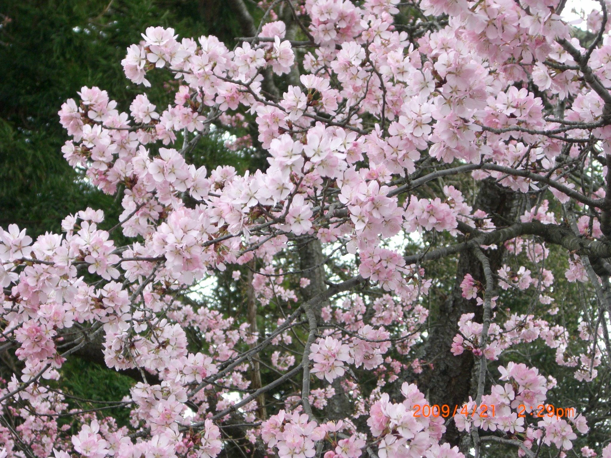 ◆まほろばの里桜回廊　　和田十字路　　／：／：／：