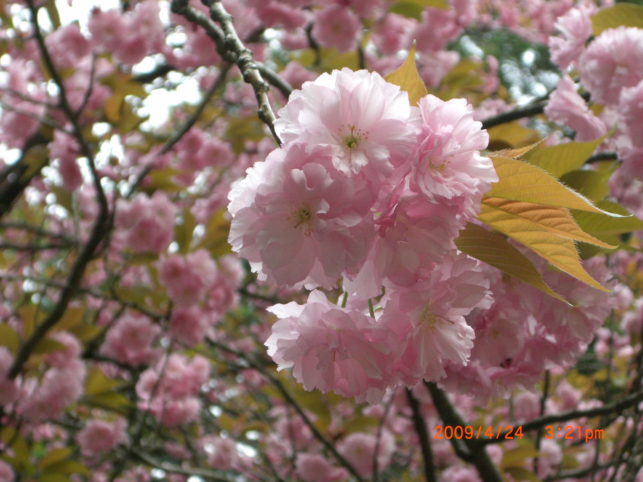 ◆長岡は八重桜が満開でした。　／：／：／