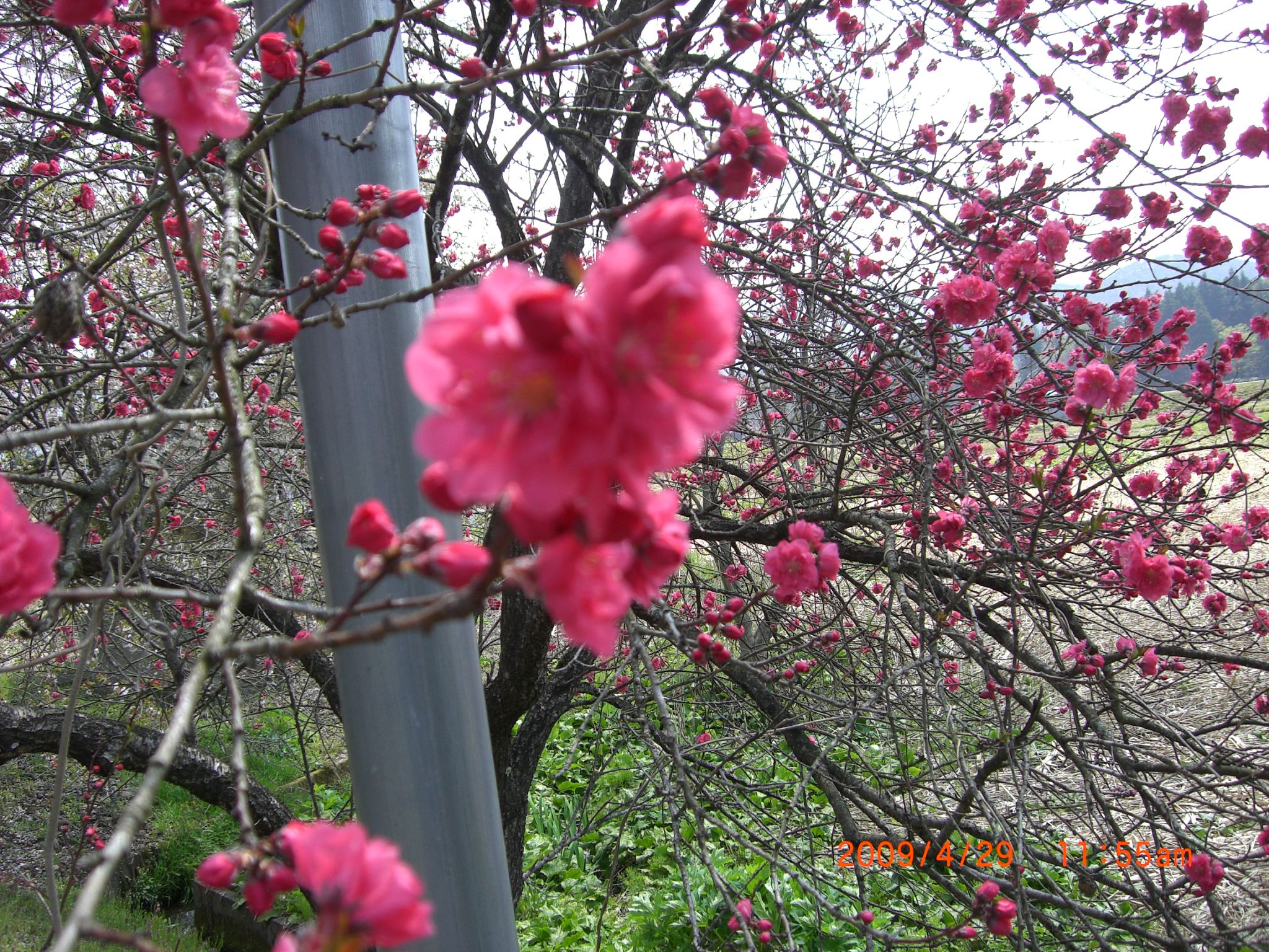 ◆まほろばの里桜回廊　上和田公民館裏　　／：／：