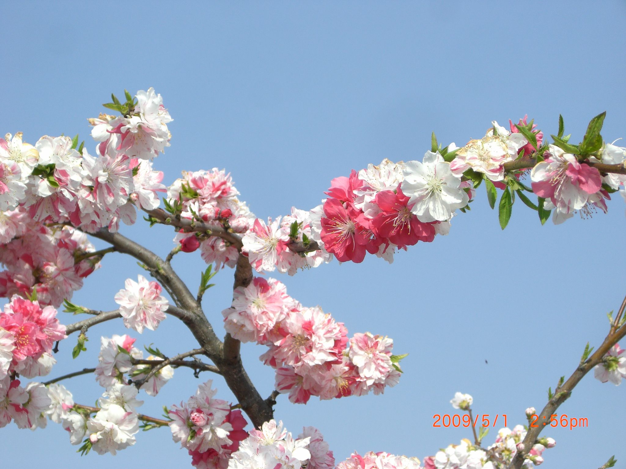 ◆まほろばの里桜回廊　　時沢　　／：／：