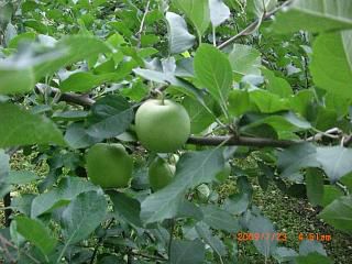 ◆りんご　実がだいぶ大きくなりました。　＠＠＠＠＠