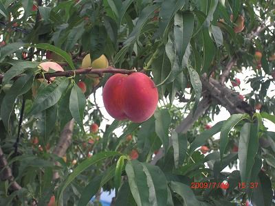 ◆桃も食べごろです。　　＠＠＠＠