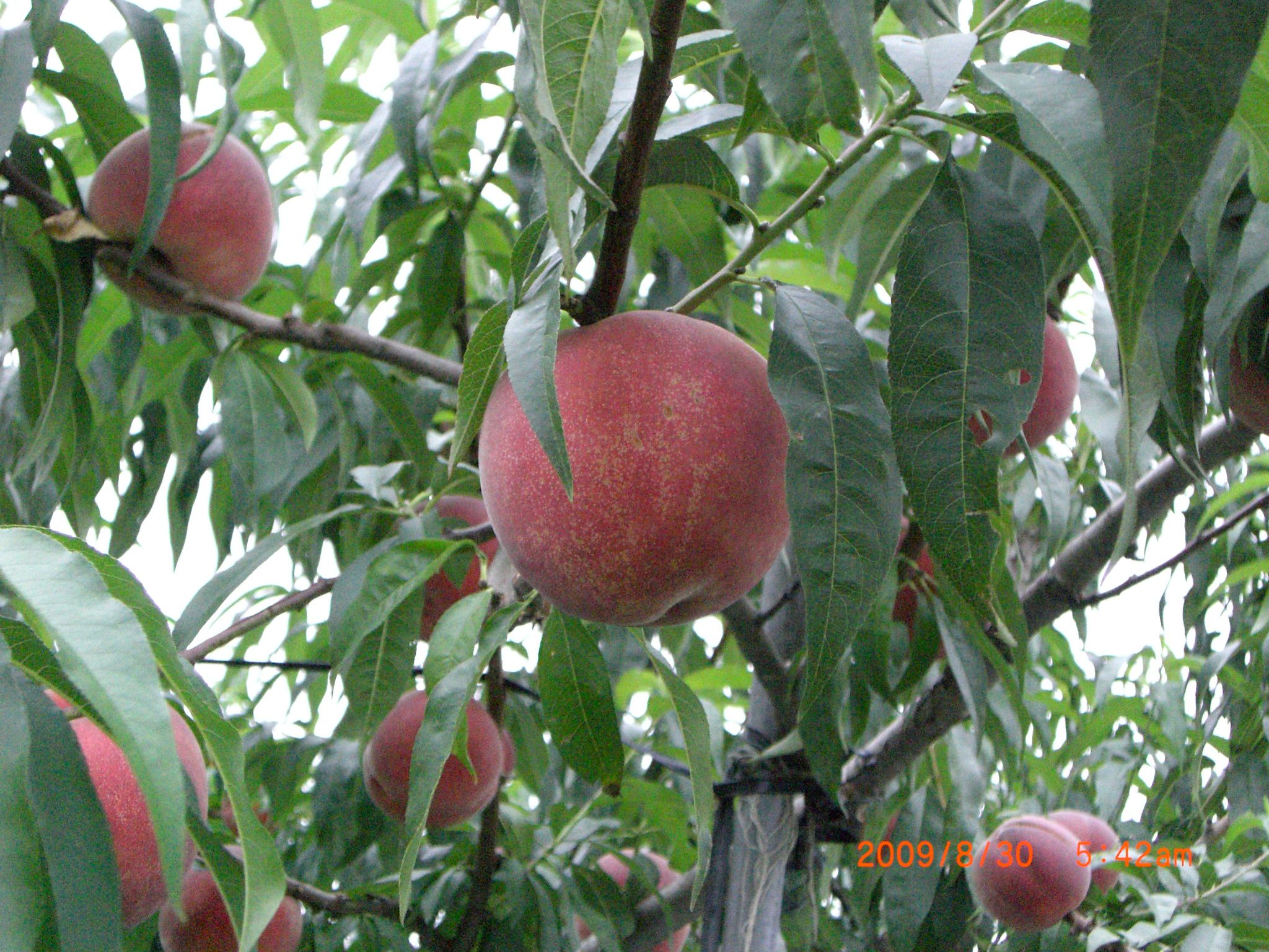 ◆桃も収穫を待っています。　　　＠＠＠＠＠