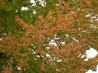 ◆イチョウも秋の色　　＠＠＠